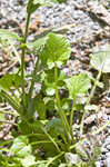 Garden yellowrocket